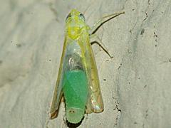 Big-headed Fly larva (in Leafhopper)